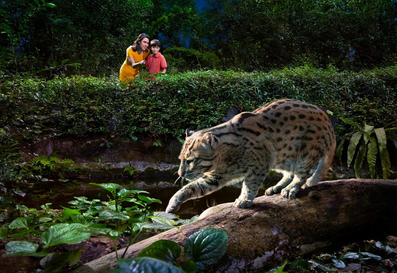 Singapore Zoo & Night Safari