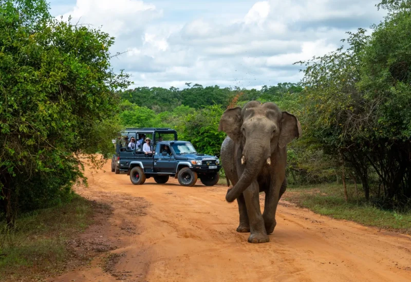 Yala National Park